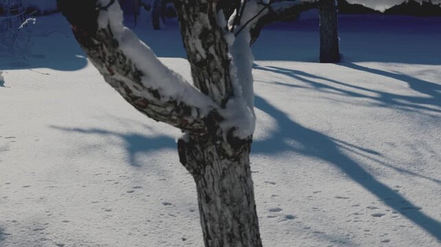 Tranquil winter scene in a snowy garden orchard: fruit trees heavy with snow, branches glistening under soft sunlight. Bare apple, pear, and cherry trees stand majestic against a pristine white blanke