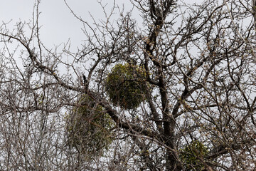 Fototapeta premium mistletoe (lat. Viscum) grows on the tree in early spring