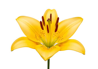Obraz premium Vibrant yellow lily flower with six petals isolated on transparent background