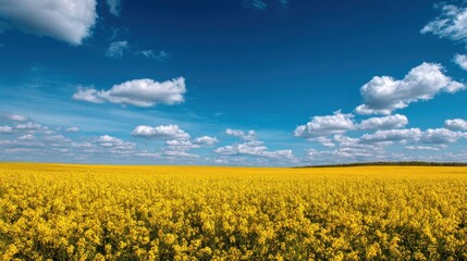 Obraz premium A wide field of yellow rapeseed flowers (Canola) with a blue sky, agriculture and bioenergy