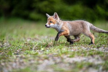 Naklejka premium Little red fox, vulpes vulpes, cub watching on glade. Young mammal standing on pasture.