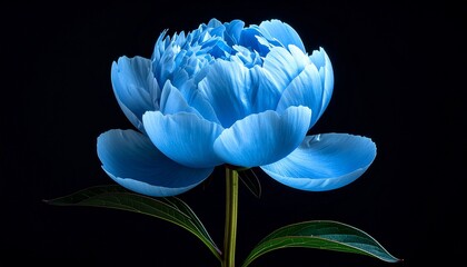 Vivid, close-up shot of a radiant blue peony against a stark, black backdrop