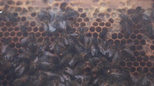 Honey bee hive with full activity