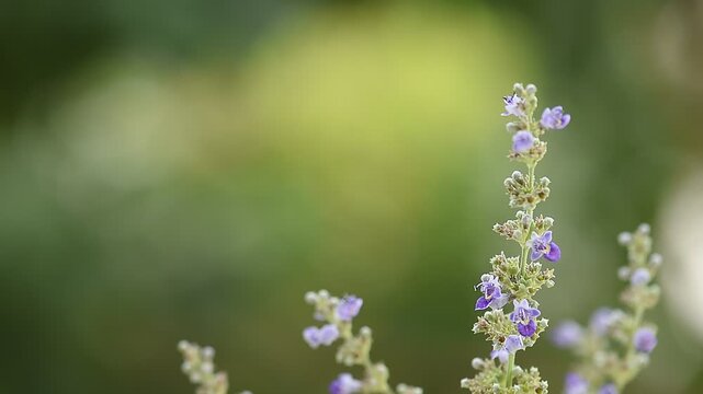 Vitex negundo branch flowers on natural background.