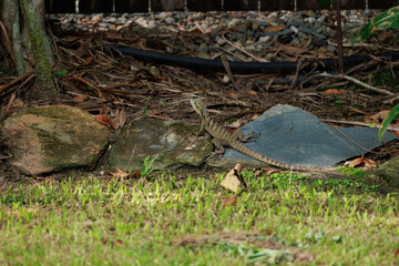 Obraz premium A Water Dragon is laying on a rock in a grassy area
