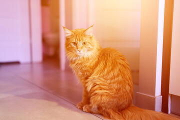 Adorable ginger kitty in bright home interior