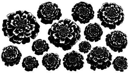 Black and white stylized marigold flower illustrations scattered across a clean white background showing detailed petal texture.