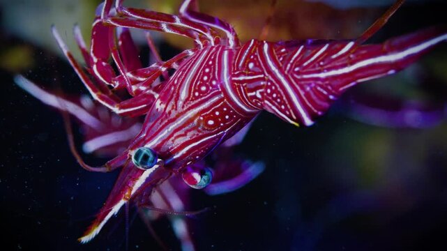 Macro shot of red and white striped camel shrimp with robot-like movements in blue background of a coral reef for a relaxing feel