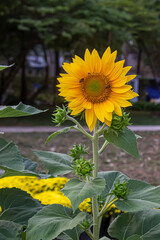 Obraz premium Tiếng Anh: Beautiful sunflower blooming in the garden with bees collecting pollen on a sunny day.Tiếng Việt: Hoa hướng dương rực rỡ nở rộ trong vườn với những chú ong đang lấy mật vào một ngày nắng 