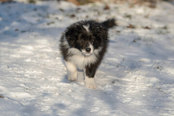 Border Collie Welpe im Schnee