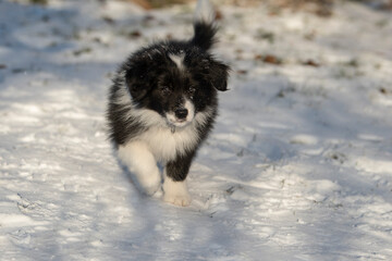Border Collie Welpe im Schnee