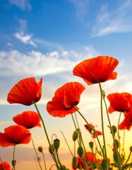 Obraz premium Poppies reach for the sun, vibrant red against a serene blue and golden sky at dusk