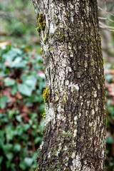 Obraz premium bark of a tree close-up