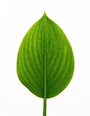 Obraz premium Single Leaf Showing Texture & Veins Against White Background