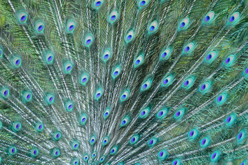 Obraz premium Texture of Green peafowl (Pavo muticus) 