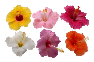 Set of tropical hibiscus flowers isolated on white background