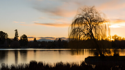 Fototapeta premium willow. Tranquil lakeside scene with weeping willow and pastel sky mirrored in calm waters. travel magazines, destination branding, designed for outdoor magazines and nature guides.