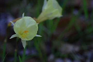 Obraz premium 冬の寒い中凛と咲く