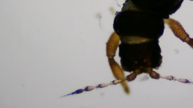 Thripse (Thysanoptera) unter dem Mikroskop. Insekten Sch&auml;dlinge Close up. Mikro Aufnahme