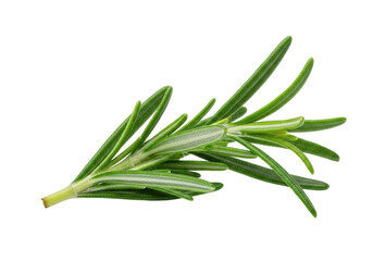 Fototapeta premium A single, freshly picked sprig of vibrant green rosemary with detailed needle-like leaves, on a pristine transparent background with copy space, photorealistic macro shot, culinary inspiration concept