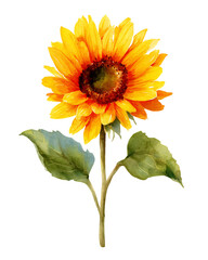 Fototapeta premium Watercolor sunflower on black