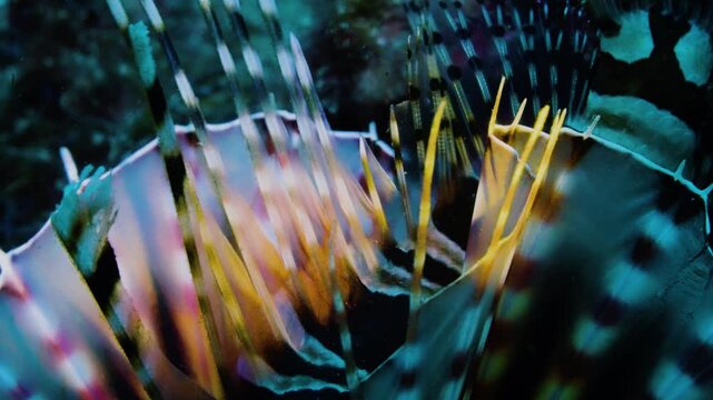 Macro shot of a majestic lionfish with vibrant stripes on a coral reef representing beautiful but deadly nature