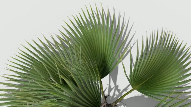 Video Plant Leaves Animation Video
