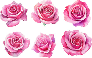 set of pink roses