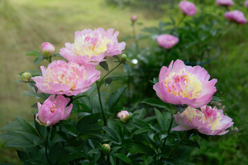 Blooming pink peonies in summer garden with soft natural light and blurred green background.