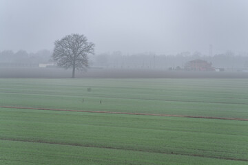 Naklejka premium Pianura Padana: Foggy winter morning over green fields and a solitary bare tree