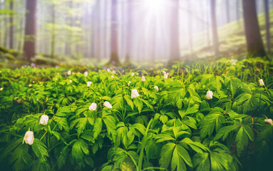 Fototapete bei efototapeten.de bestellen   