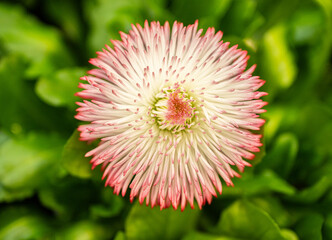 Macro view of common daisy Bellis perennis blossom. © Trygve