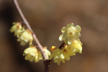 甘い香り漂わせ咲く