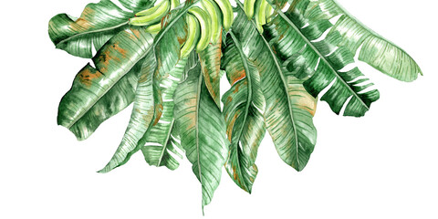 green bananas in the crown of a palm tree © ARTBRUSH