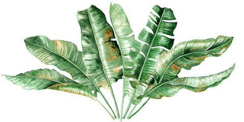 Banana Palm leaves in watercolor painting © ARTBRUSH