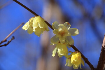 甘い香り漂わせ咲く