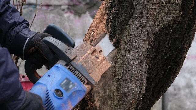 Closeup of a worker in protective gloves cutting into a tree trunk with an electric chainsaw, with sawdust flying around during the process of felling a tree in slow motion