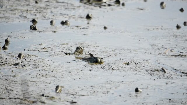 Silhouette of Mudskipper Fish in Mangrove Mud