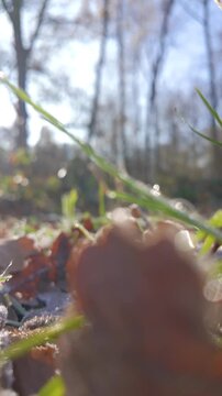 Low-angle macro of dew on green grass blades with fallen brown oak leaf in foreground, soft bokeh forest background, bright winter sunlight.