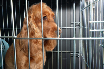 an attentive cocker spaniel in a cage is waiting for the owners in the grooming room