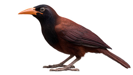 Fototapeta premium Ultra Realistic Brown Bird with Orange Beak Isolated on Transparent Background