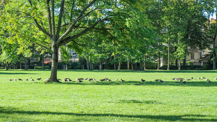Fototapeta premium Sunny urban park with large leafy tree, wide green grass field and a flock of birds foraging on the lawn. Summer nature landscape with copy space.