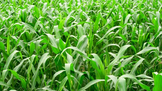 Panning view of a lush green corn field (Zea mays) in Southeast Asia. Dense agricultural maize cultivation and organic farming concept in a rural area.