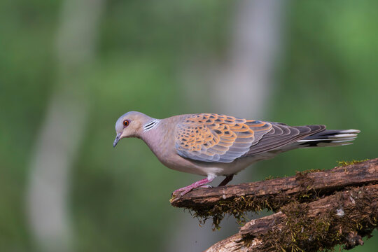 European turtle dove (Streptopelia turtur)