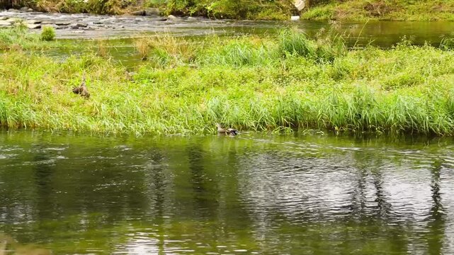 Duck. Spot billed Duck is swims to her ducklings on the river. anas zonorhyncha