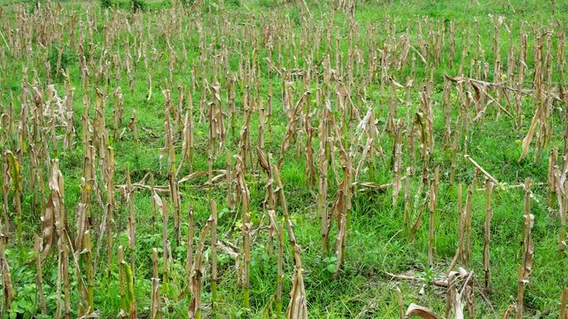 Panning shot of a harvested corn field featuring dry Zea mays stalks standing in rows among green grass. Post-harvest agricultural landscape in Southeast Asia displaying crop residue and farm texture.