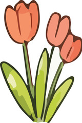 tulip flower vector illustration