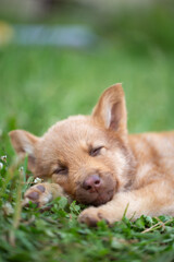 adorable tan mixed-breed puppy sleeping soundly on a green lawn. Concept of innocence, sweet dreams, relaxation, and happy pet childhood.