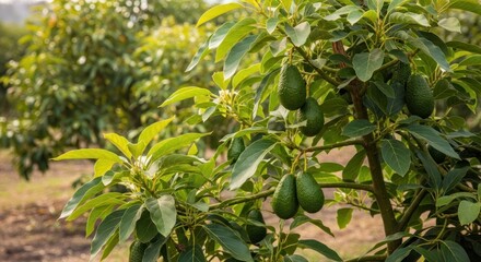 Lush avocado tree laden with fruit in an orchard setting