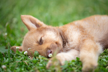adorable mixed-breed puppy sleeping soundly on a green lawn. The dog's face is relaxed, eyes closed, and paws stretched out among small white clover flowers. The background is a soft green blur. 